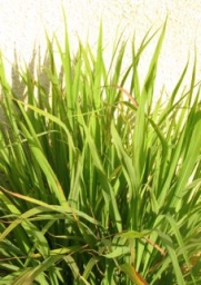 lemon-grass